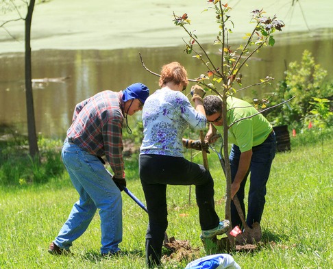 Three people plant a tree at Eberwein Park in Chesterfield