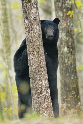 Black bear behind tree.