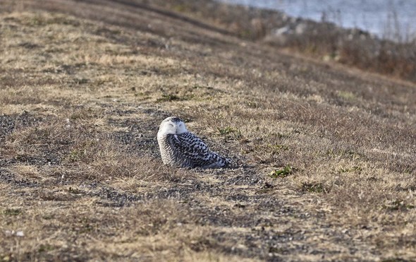 Snow owls perched on the ground in a field.