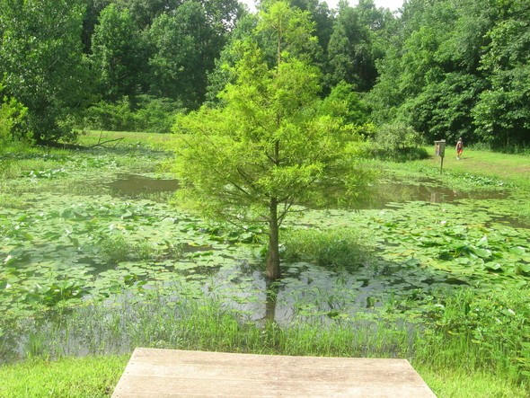 Wood Duck Swamp