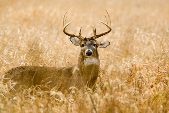 Buck in the field.