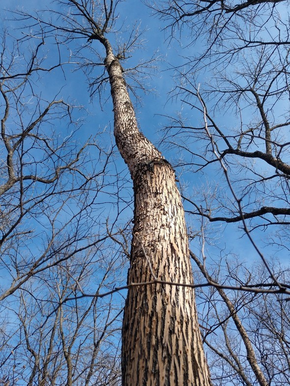 An ash tree that's been infested with emerald ash borer.