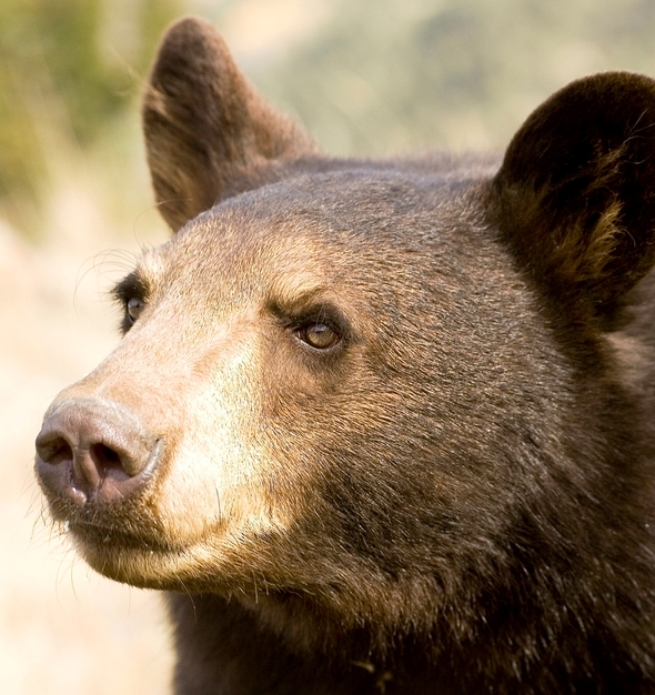 closeup of black bear