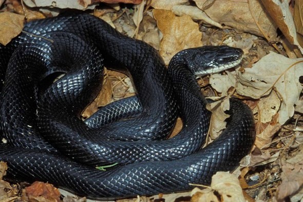 Black rat snake in leaves