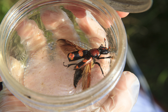 burying beetle in jar