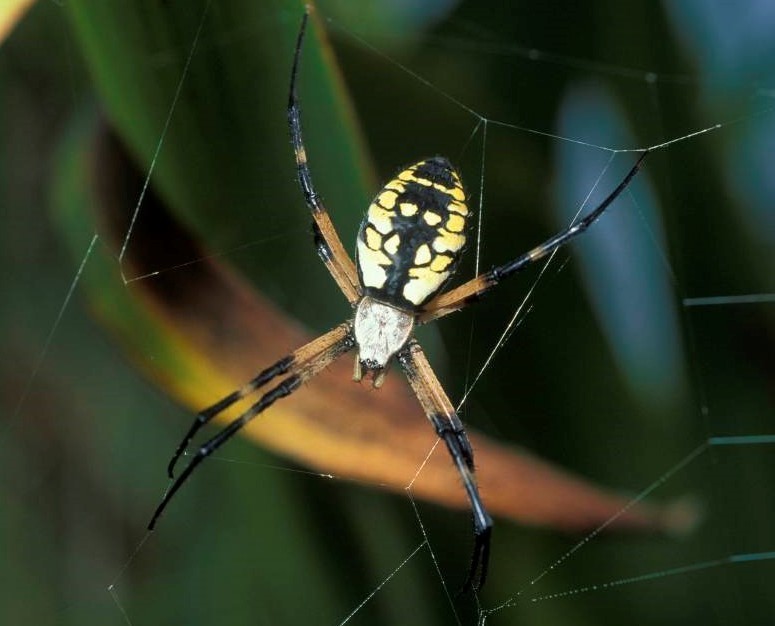 A garden spider on a web.