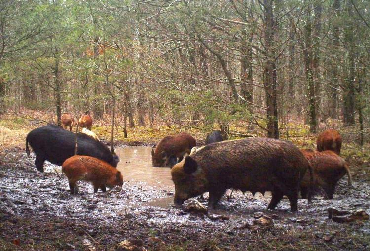 feral hogs damage spring
