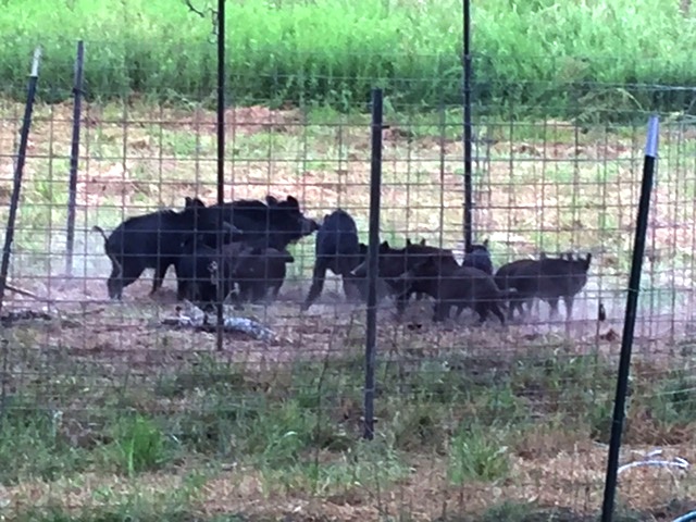 Feral hogs in a trap.