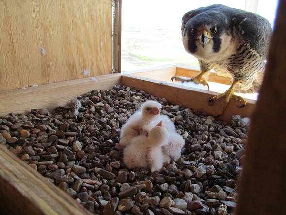 peregrine falcon with chicks in nest box