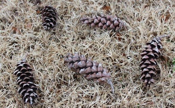 Pinecones in grass