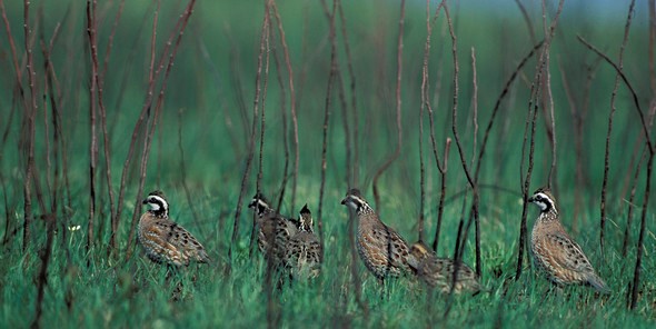 quail covey in field