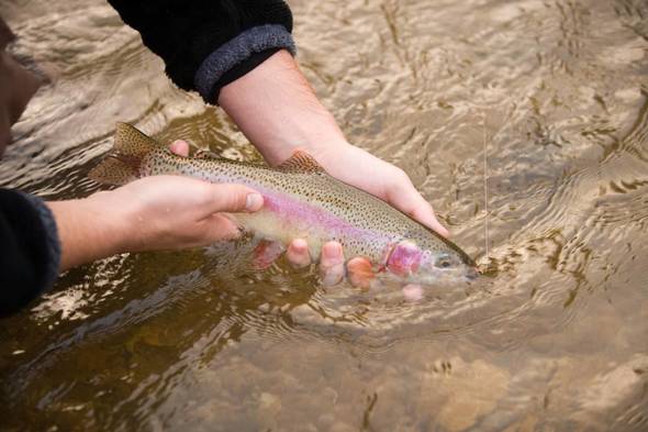 rainbow trout being released by hand into stream