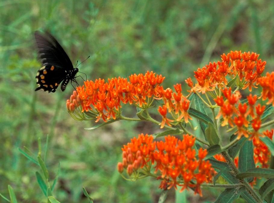 swallowtail on butterfly weed
