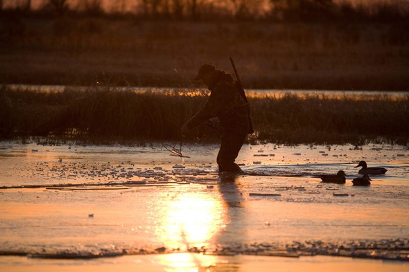 A waterfowl hunter walks in a wetland.