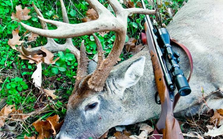 harvested buck and gun
