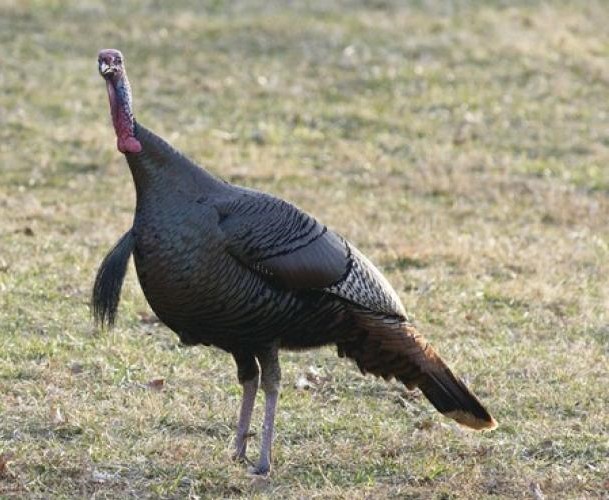 wild turkey standing in field