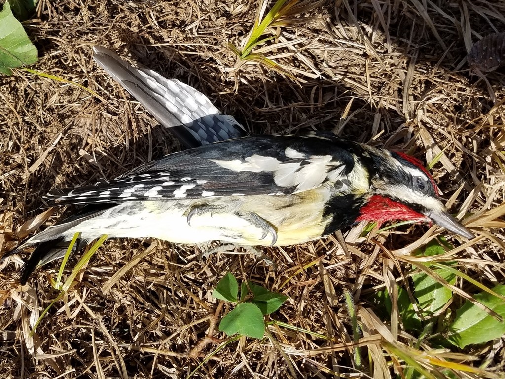 Yellow bellied sapsucker that collided with a window
