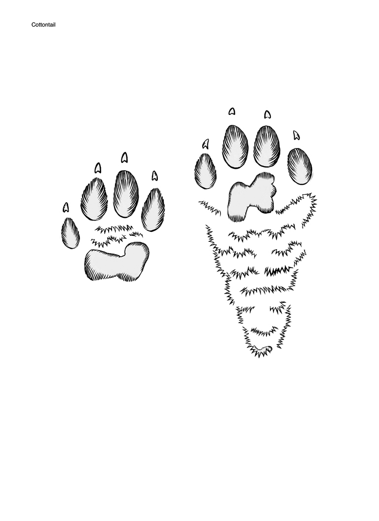 Illustration of eastern cottontail tracks