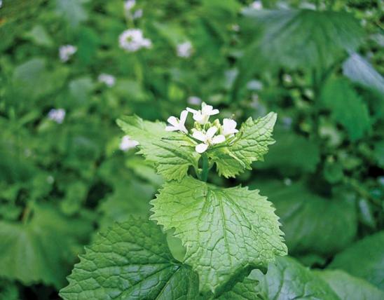 Garlic Mustard close--up showing small white flowers and leaves