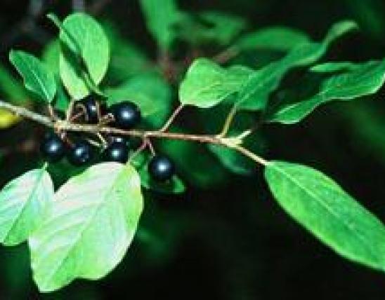 Buckthorn leaves and berries