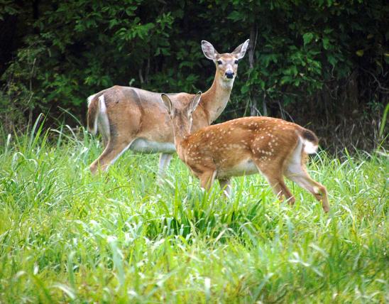 Doe and a fawn in a grassy field near woody cover.