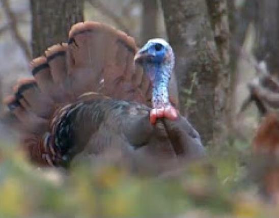 A wild turkey with a blue head fans its tail.