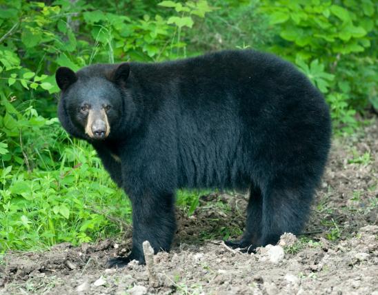 Female American black bear