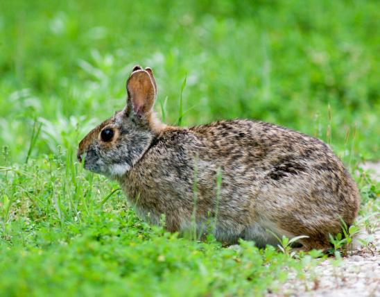Image of a swamp rabbit