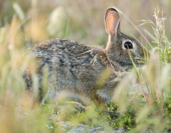 Eastern cottontail rabbit in grassy field