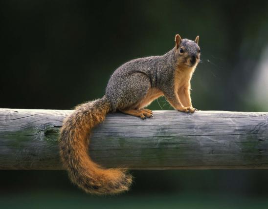 reddish squirrel on wooden fence rail