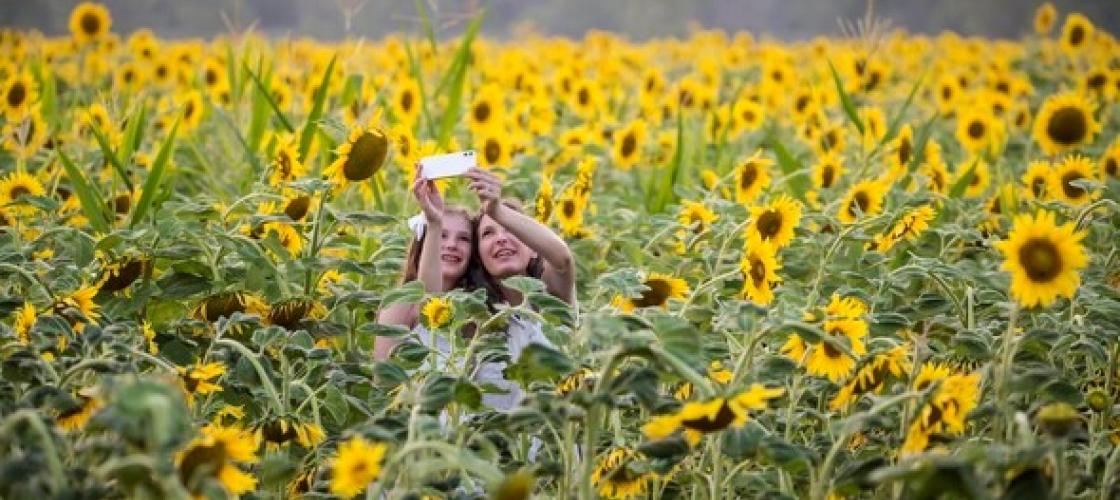 Two women take a selfie in a field of sunflowers