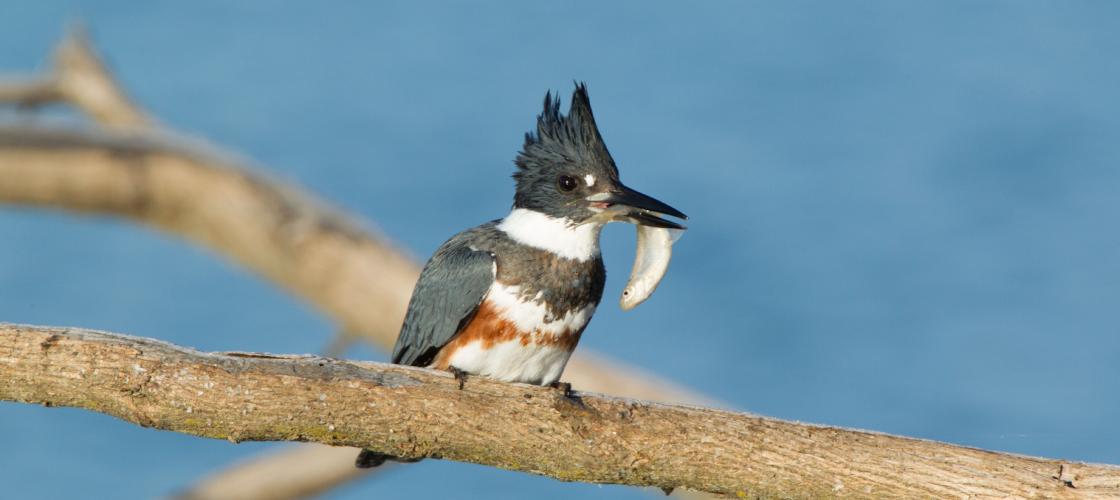 Belted Kingfisher female with fish