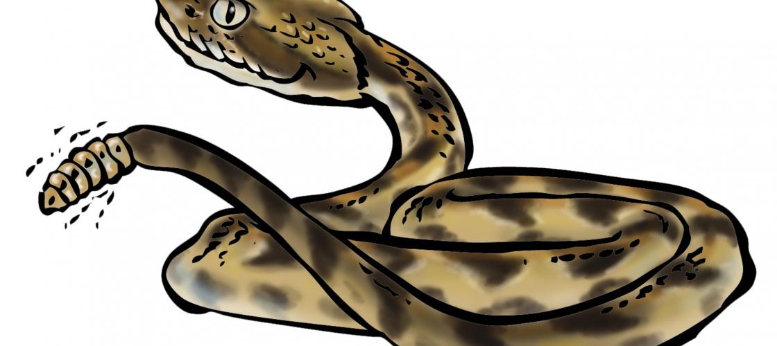 Timber Rattlesnake Cartoon