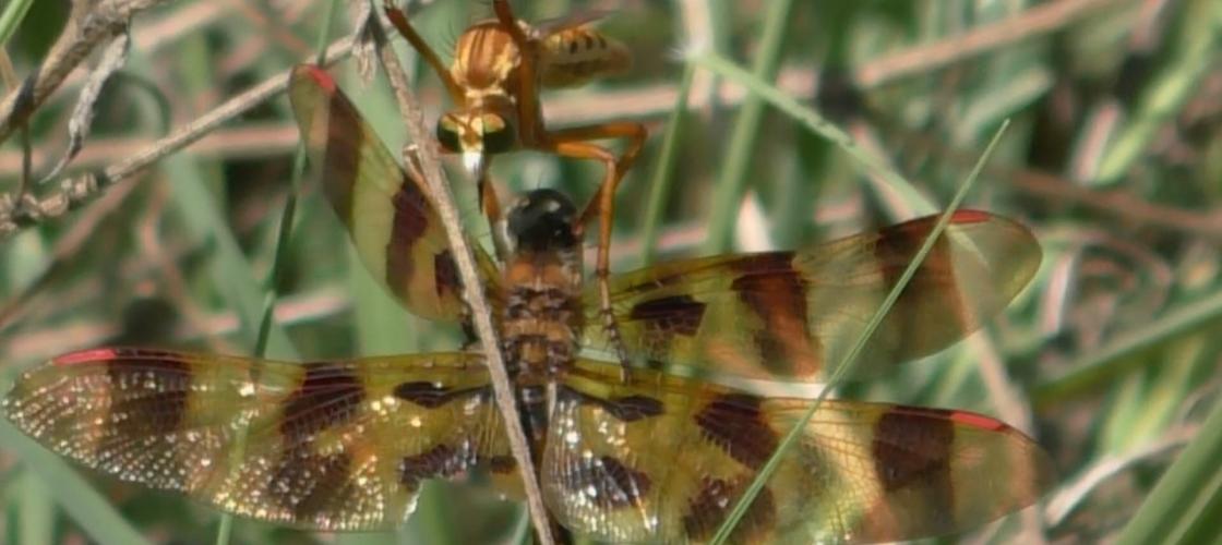 Robber Fly attacks Halloween Pennant Dragonfly