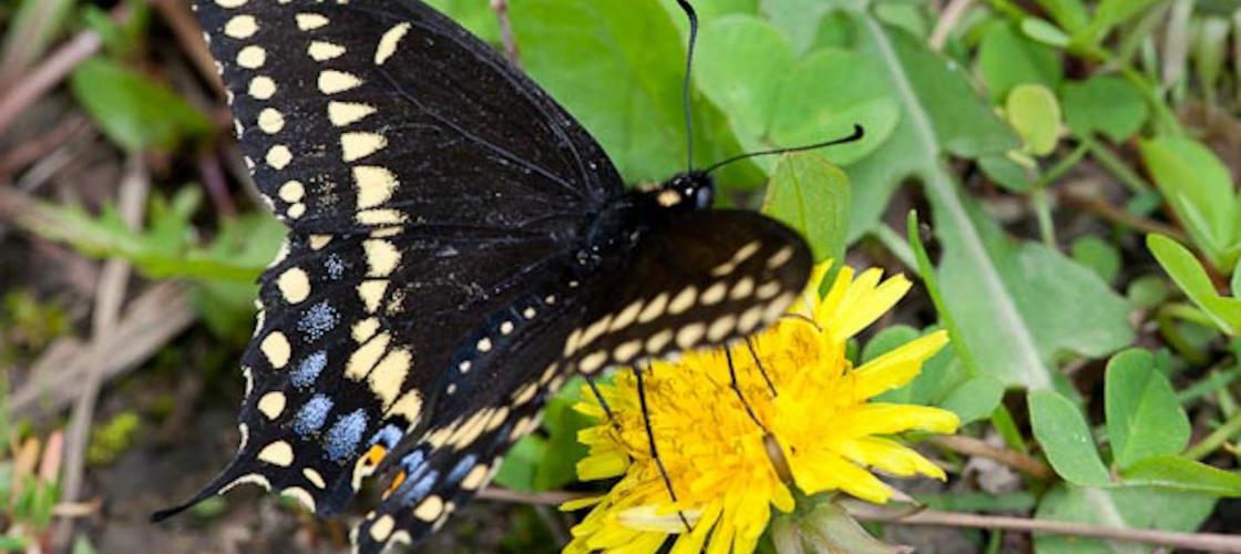 Photo of a Black Swallowtail, Male, Wings Spread