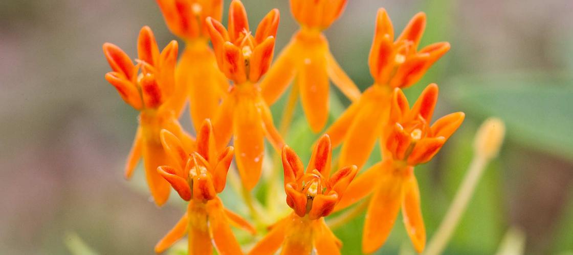 Photo of butterfly weed flowers