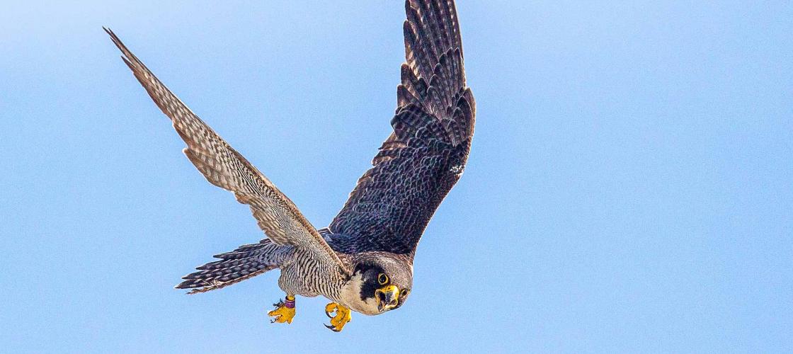 Falcon take flight against a clear blue sky