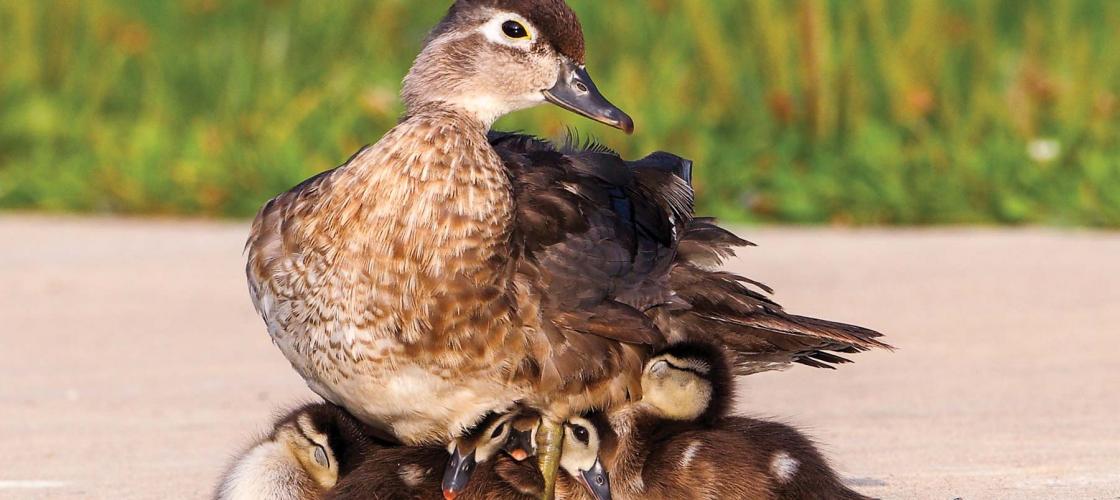 Mama wood duck and her ducklings 
