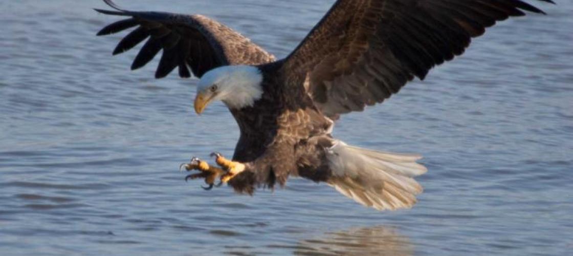 a bald eagle in flight skims the surface of a lake for fish