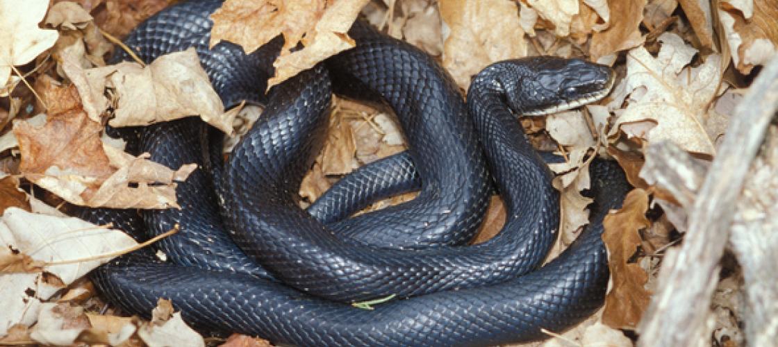 black rat snake