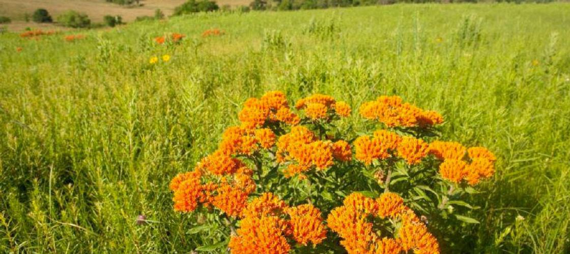 Butterfly milkweed plant with view of prairie grasses and savanna hillside in background