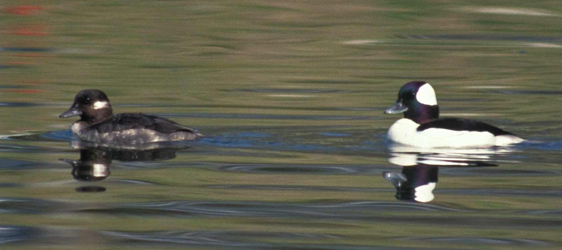 Photo of a female bufflehead (left) and male bufflehead (right), floating on water