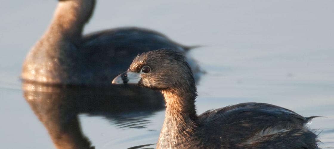 Photo of two pied-billed grebes in breeding form.