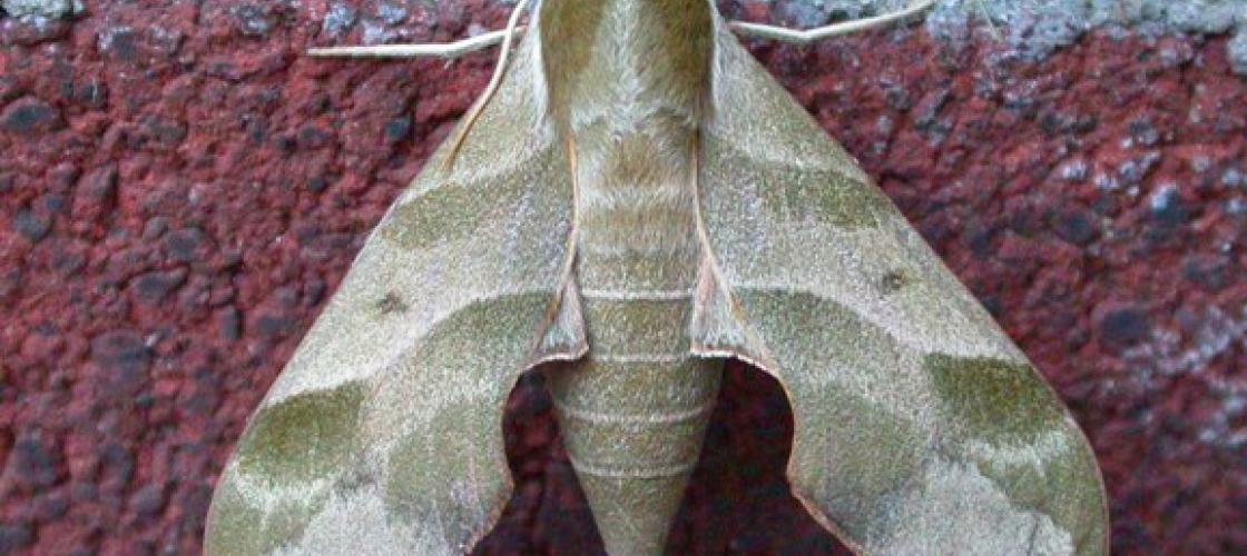 Photo of a Virginia creeper sphinx moth resting on a brick wall