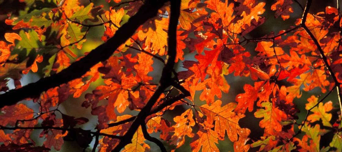 White oak branch showing brilliant reddish fall color
