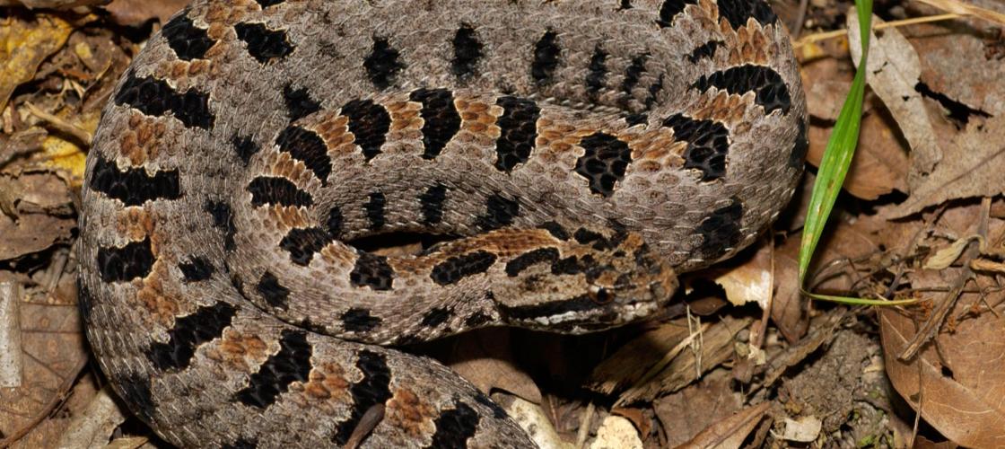 Image of a western pygmy rattlesnake