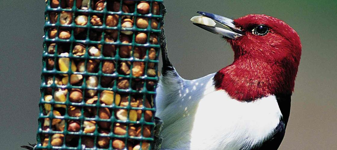 Photograph of a red-headed woodpecker at a bird feeder