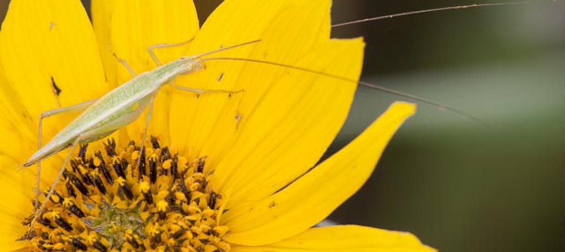image of a Tree Cricket on a flower