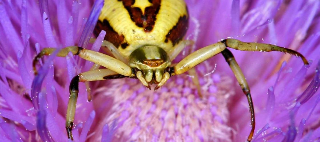 Photo of a whitebanded crab spider in center of flower