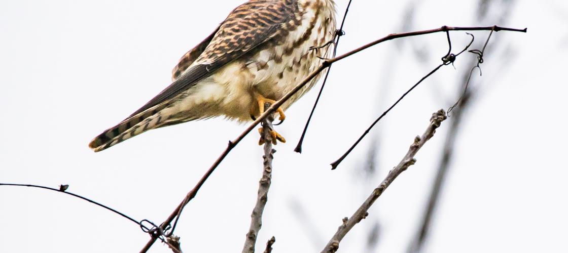 a female kestrel perches on a thin branch against a cloudy background. Brown streaks are plainly visible on the breast.